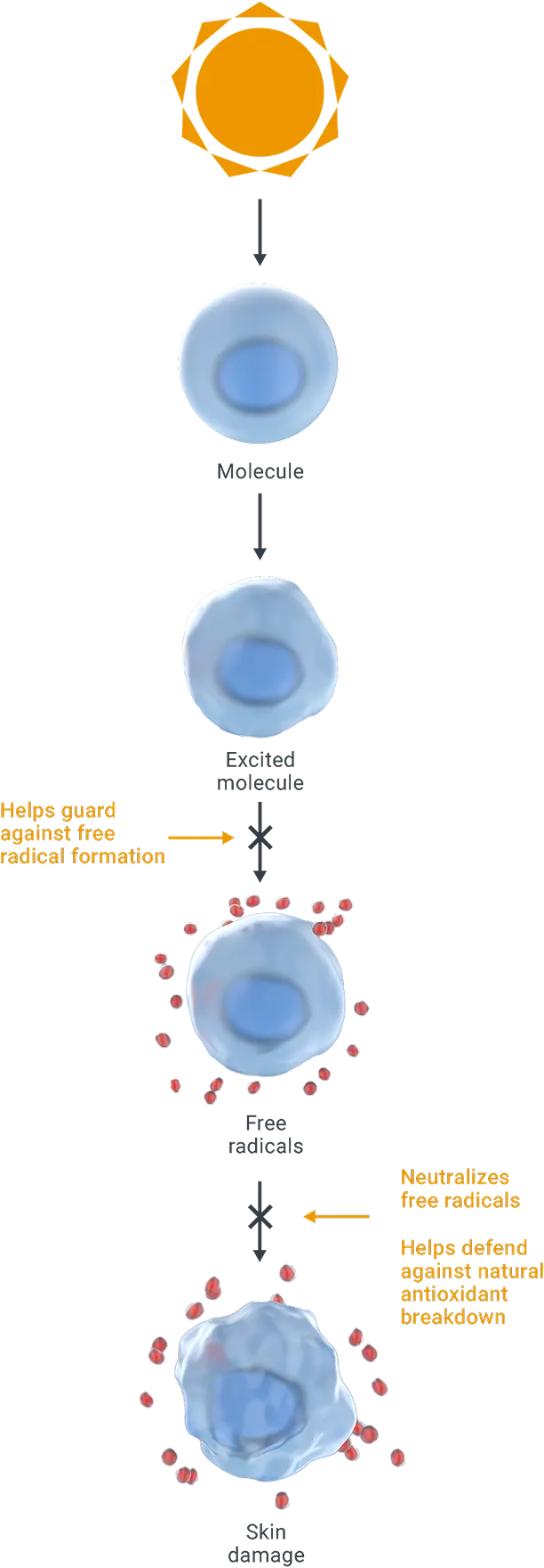 Free Radicals Infographic Graph