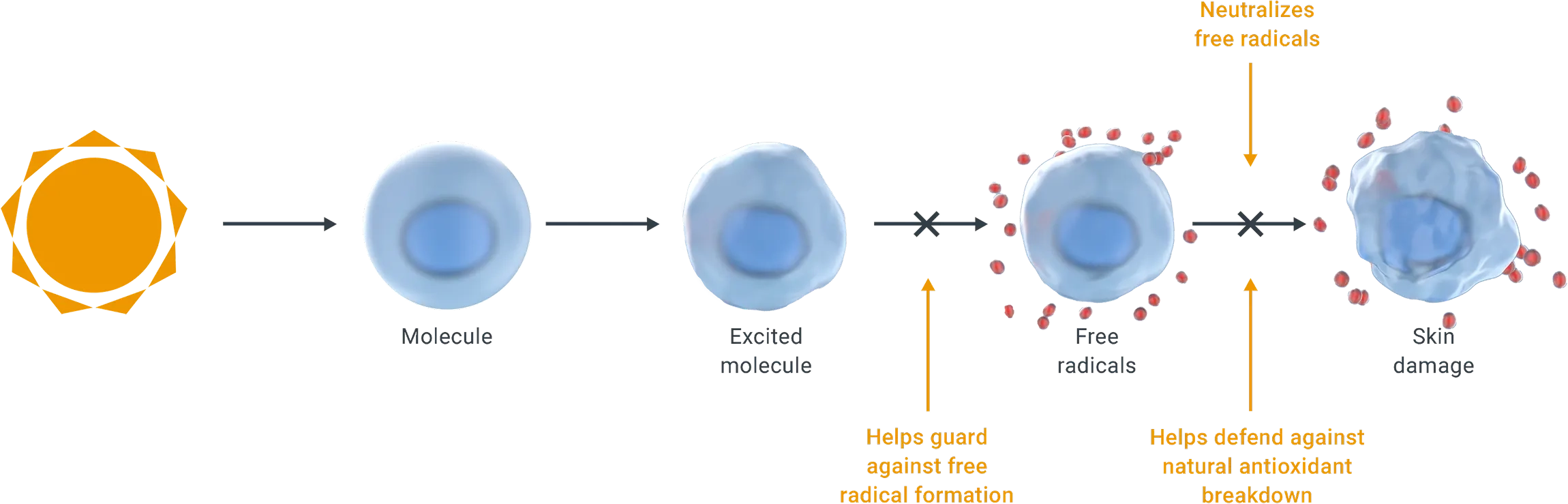Free Radicals Infographic Graph